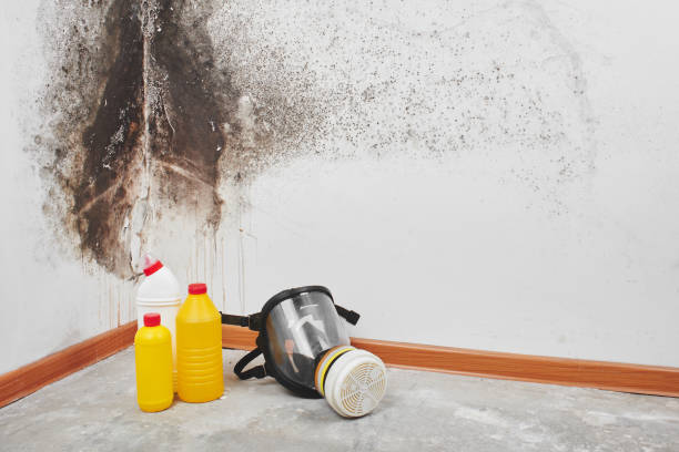 Best Localized Mold Remediation (e.g., coastal areas, humid climates) in Stockdale, TX
