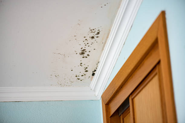 Best Basement Mold Remediation in Stockdale, TX
