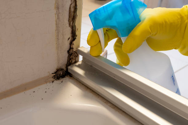 Best Residential Mold Remediation in Stockdale, TX