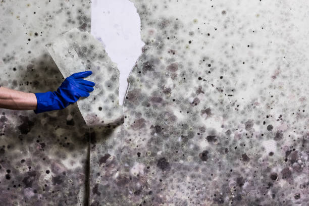 Best Black Mold Remediation in Stockdale, TX