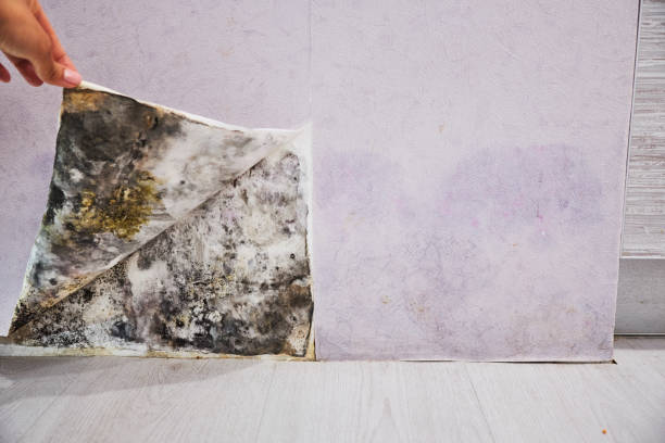 Best Insurance-Related Mold Remediation in Stockdale, TX